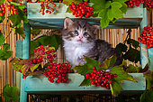 Tabby and white kitten sitting in shelf of red elderberries in studio