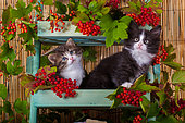 Tabby and white and tuxedo kittens sitting in shelf of red elderberries in studio