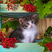Tabby and white kitten sitting in shelf of red elderberries in studio