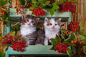 Tabby and white kittens sitting in shelf of red elderberries in studio