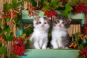 Tabby and white kittens sitting in shelf of red elderberries in studio