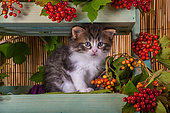Tabby and white kitten sitting in shelf of red elderberries in studio