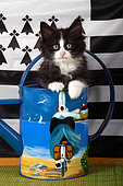 Tuxedo kitten peeking out of bigouden painted watering can by breton flag in studio