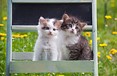 Tabby and white kittens sitting in shelf by yellow flowers in garden