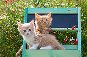 Orange and cream and white kittens sitting in green painted shelf by sage in garden
