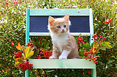 Cream and white kitten sitting in green painted shelf by sage in garden