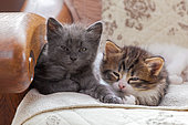 Gray and tabby and white kittens sitting on white rug on armchair in studio