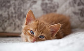 Head shot of orange kitten laying on white rug in studio