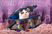 Tabby and white kitten coming out seam set suitcase on wool scarf in studio