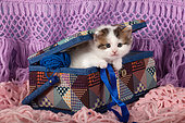 Tabby and white kitten coming out seam set suitcase on wool scarf in studio