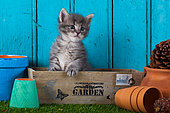 Tabby kitten standing in wooden box by fallen flower pots blue door background in studio