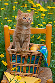 Orange and white kitten sitting in basket on chair by yellow flowers in garden