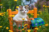 Tabby and white kitten sitting in basket on chair by yellow flowers in garden