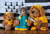 Tabby kitten coming out blue rainboot with teddy bears by breton flag blue door background in studio