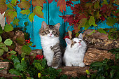 Tabby and white kittens sitting on wood pile by autumn leaves and blue background in studio