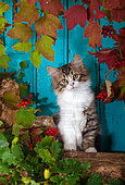 Tabby and white kitten sitting on wood pile by autumn leaves and blue background in studio