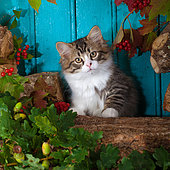 Tabby and white kitten sitting on wood pile by autumn leaves and blue background in studio