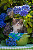 Tabby and white kitten sitting in green pot among hydrangeas in garden