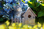 Gray tabby kitten sitting by birdhouse and hydrangeas in garden