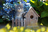 Gray tabby kitten sitting by birdhouse and hydrangeas in garden