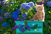 Orange and white kitten sitting on green shelf among hydrangeas in garden