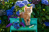 Orange and white kitten sitting on green shelf among hydrangeas in garden