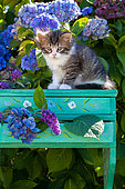 Tabby and white kitten sitting on green shelf among hydrangeas in garden