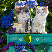 Calico and tabby and white kitten sitting on green shelf among hydrangeas in garden