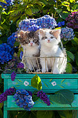 Calico and tabby and white kitten sitting on green shelf among hydrangeas in garden