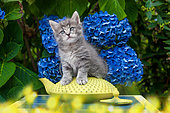 Gray tabby kitten sitting on yellow teapot by hydrangeas in garden