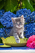 Gray tabby kitten sitting on yellow teapot by hydrangeas in garden