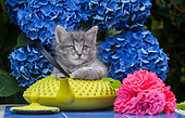 Gray tabby kitten sitting on yellow teapot by hydrangeas in garden