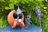 Tuxedo kitten coming out of orange tipped pot on blue table by wisteria in garden