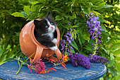 Tuxedo kitten coming out of orange tipped pot on blue table by wisteria in garden