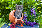 Gray tabby kitten coming out of orange tipped pot on blue table by wisteria in garden