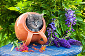 Gray tabby kitten coming out of orange tipped pot on blue table by wisteria in garden