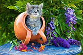 Gray tabby kitten coming out of orange tipped pot on blue table by wisteria in garden
