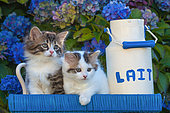 Tabby and calico kittens standing by a milk pot among hydrangeas in garden