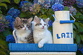 Tabby and calico kittens standing by a milk pot among hydrangeas in garden