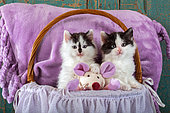 Tuxedo kittens sitting in basket with pink fabric mouse in studio
