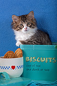 Tabby and white kitten sitting in old blue cookie tin box by green coffee pot and mug in studio