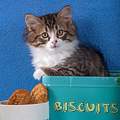 Tabby and white kitten sitting in old blue cookie tin box by green coffee pot and mug in studio