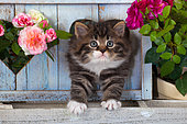 Tabby and white Kitten in a blue wooden heart with roses in the garden. Persian cat mixed Main-Coon