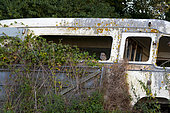 Little owl (Athena noctua) perched in an old van