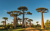 Baobab Avenue (Adansonia grandidieri) in West Madagascar, Madagascar, Africa