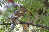 American Red Squirrel (Tamiasciurus hudsonicus) eating on a branch, Quebec, Canada