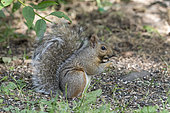American Red Squirrel (Tamiasciurus hudsonicus) eating on ground, Quebec, Canada