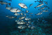Shoal of Black Snapper (Macolor niger), South Male Atoll, Indian Ocean, Maldives