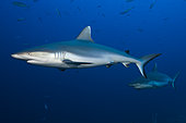 Grey Reef Shark (Carcharhinus amblyrhynchos), Felidhu Atoll, Indian Ocean, Maldives