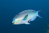 Indian Steephead Parrotfish, Scarus strongylocephalus, Felidhu Atoll, Indian Ocean, Maldives
